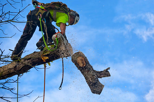 Best Tree and Shrub Care  in North Bend, WA